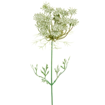Evighedsblomst - Trachelium H:45cm 