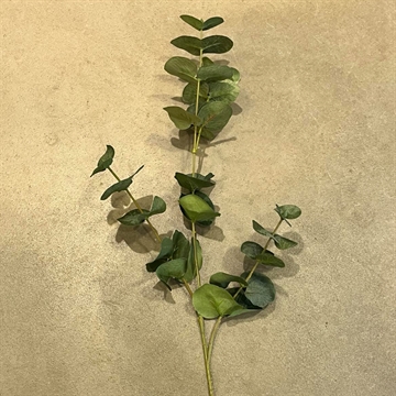 Evighedsblomst - Eucalyptus Stilk H:78cm - Grøn