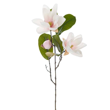 Evighedsblomst - Magnolia H:70cm